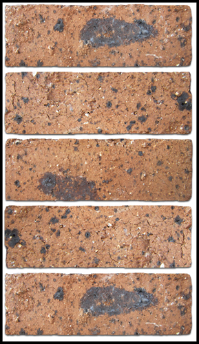 Brown Semiface